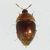 Sericoderus