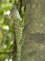 Anolis frenatus