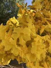 Roseodendron donnell-smithii