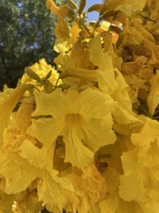 Roseodendron donnell-smithii