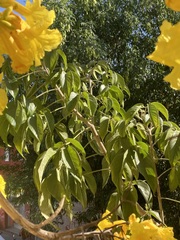 Roseodendron donnell-smithii