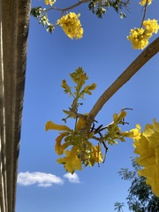 Roseodendron donnell-smithii