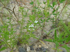 Polypremum procumbens