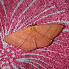 Eumelea rosalia