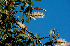Melaleuca quinquenervia