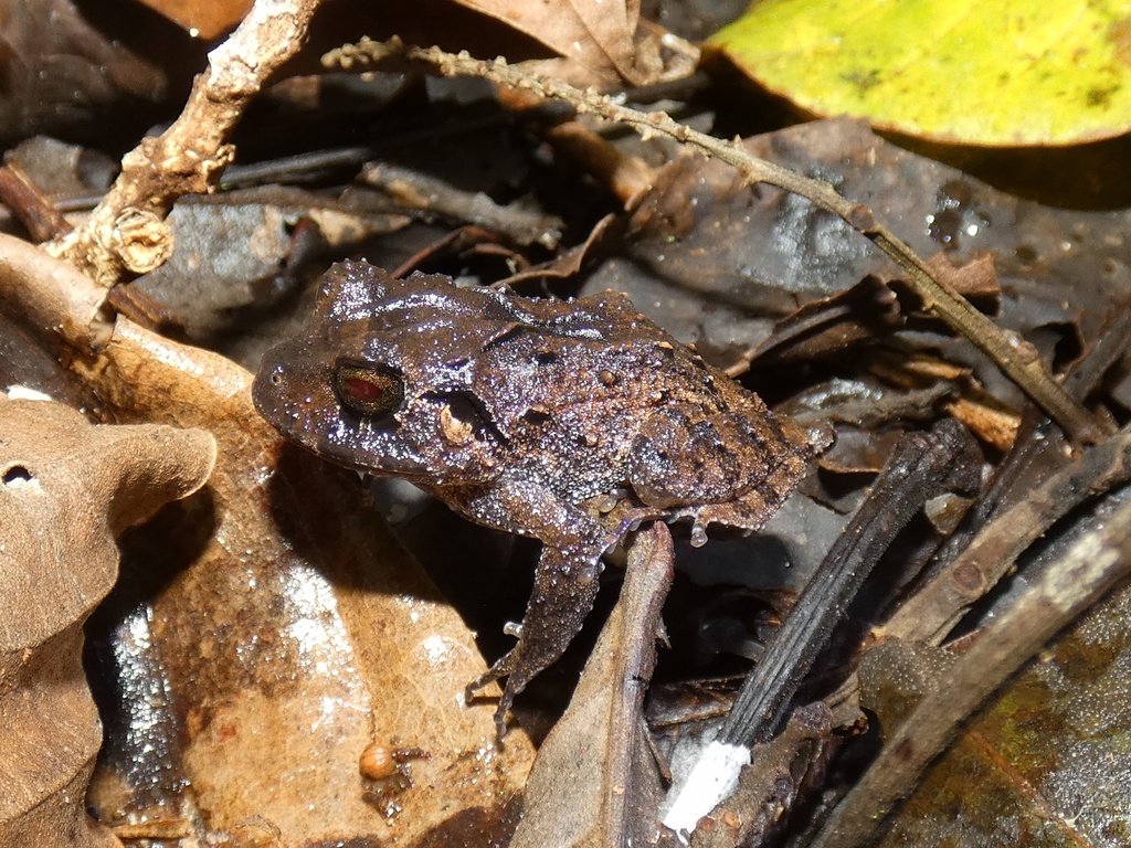 Craugastor opimus