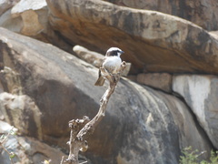 Eurocephalus ruppelli