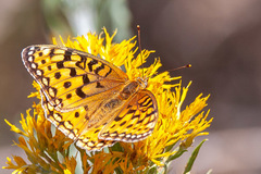 Speyeria coronis snyderi