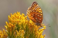 Speyeria coronis snyderi