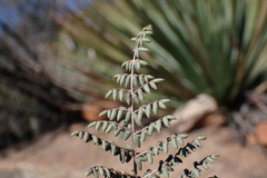 Pellaea mucronata mucronata