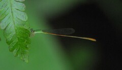 Leptobasis vacillans