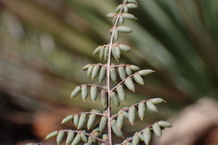 Pellaea mucronata mucronata