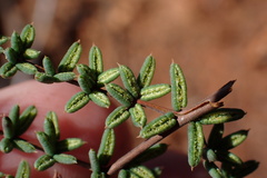 Pellaea mucronata mucronata