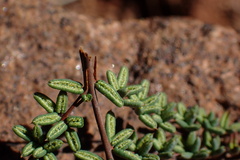 Pellaea mucronata mucronata