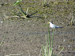 Sternula superciliaris