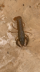Cambarus latimanus