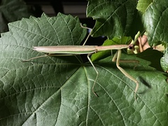 Tenodera australasiae