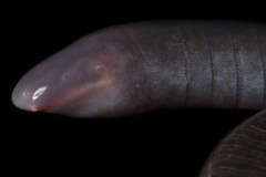 Oscaecilia ochrocephala