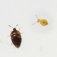 Sericoderus