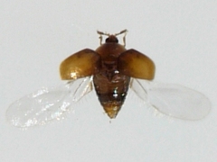 Sericoderus