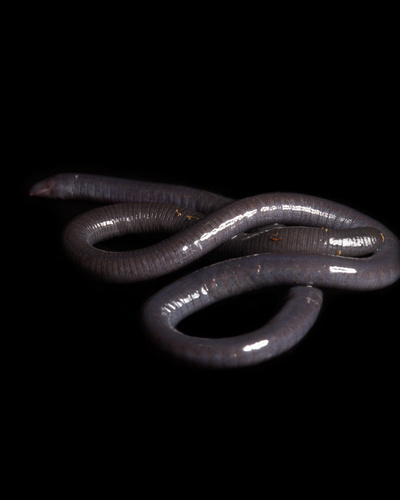 Yellow-headed Caecilian, Oscaecilia ochrocephala