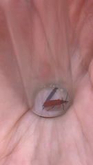 Dictyoptera aurora