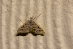 Scopula rubraria