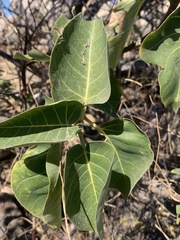 Ficus petiolaris