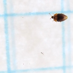 Sericoderus