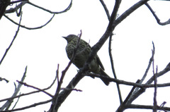 Oxyruncus cristatus