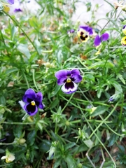 Viola × wittrockiana