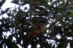 Hypoedaleus guttatus