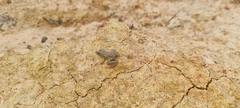Pseudopaludicola canga