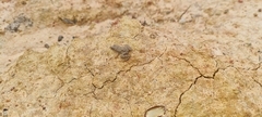 Pseudopaludicola canga