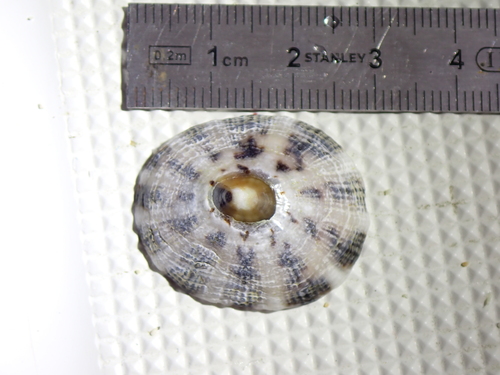 Cellana orientalis observed 2023-01-31