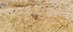 Pseudopaludicola canga