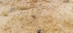 Pseudopaludicola canga