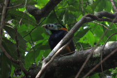 Selenidera maculirostris