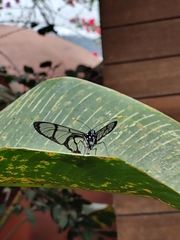 Methona confusa psamathe