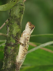 Anolis capito