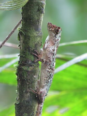 Anolis capito