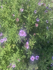 Glandularia lilacina