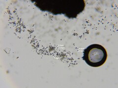 Mycocalicium subtile