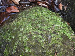 Plagiomnium rostratum