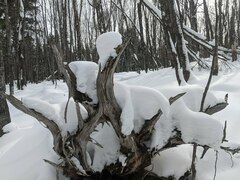 Mycocalicium subtile