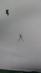 Trichonephila clavipes