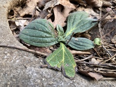 Lithospermum tuberosum