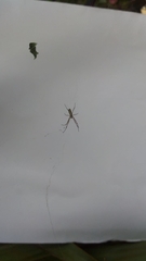 Trichonephila clavipes