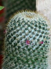 Mammillaria columbiana yucatanensis