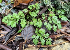 Chaerophyllum tainturieri